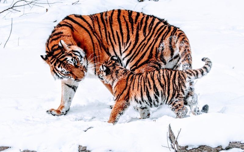 Tiger Parenting