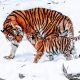 Tiger Parenting