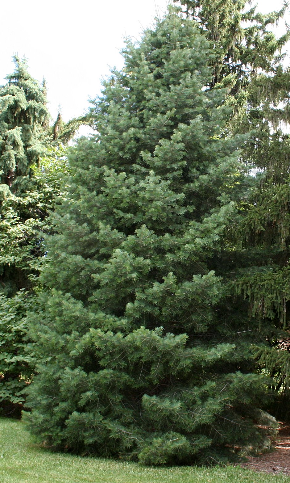 Concolor Fir Types of Christmas Trees