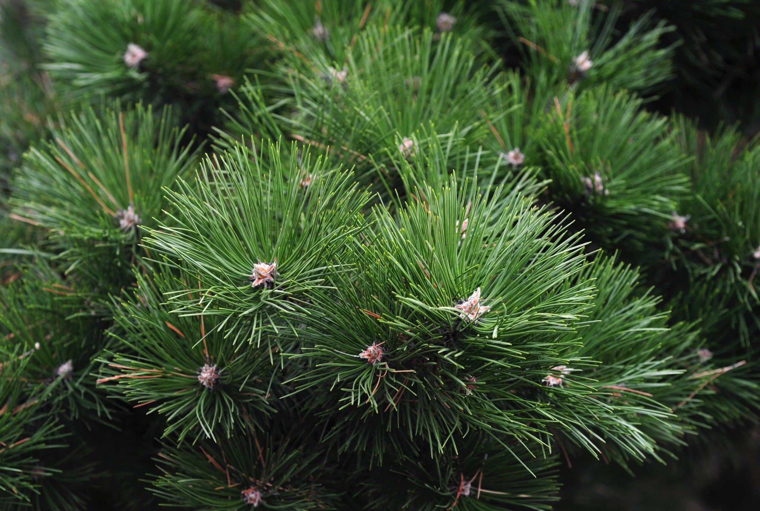 Scotch Pine Types of Christmas Trees