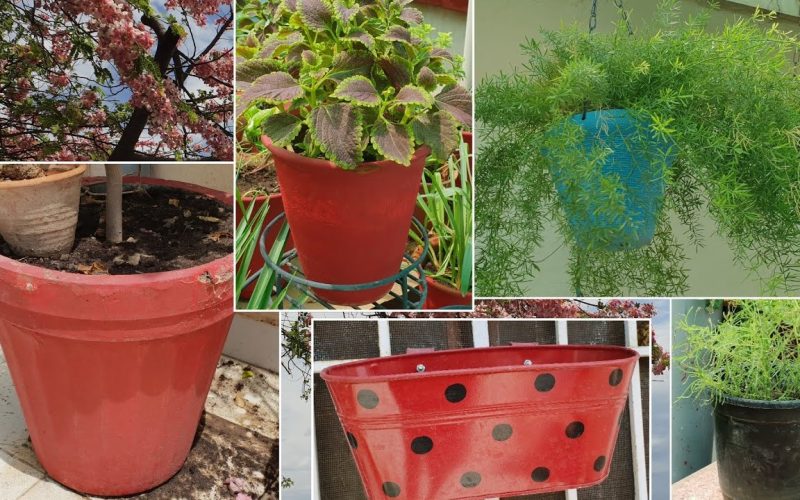 Different Types of Pots for Plants