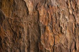 Different Types of Tree Bark