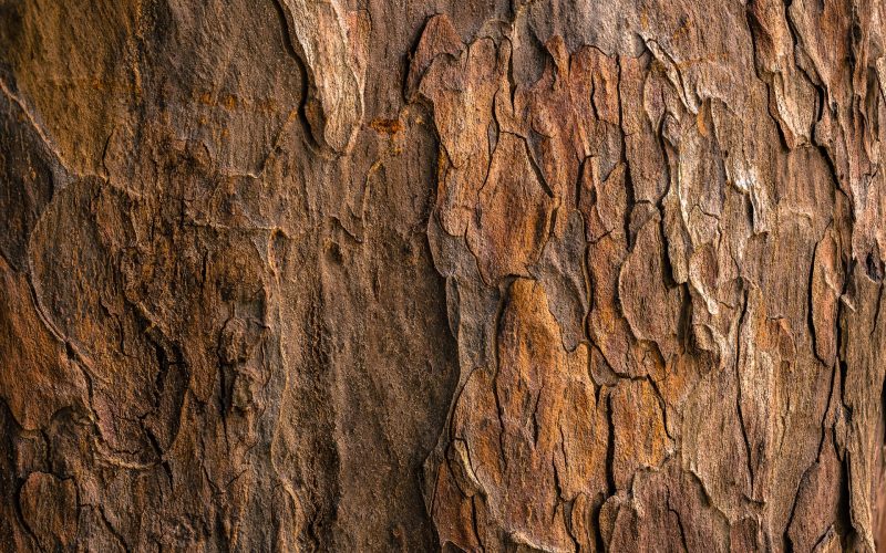 Different Types of Tree Bark