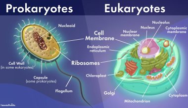 Difference Between Prokaryotes and Eukaryotes