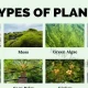 Types Of Plants