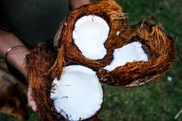 Different Types Of Coconuts