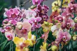 Are orchids edible