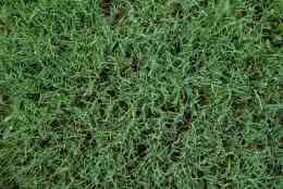 Different Types of Bermuda Grass