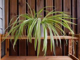 Types Of Spider Plants