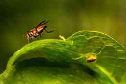 Common Houseplant Pests