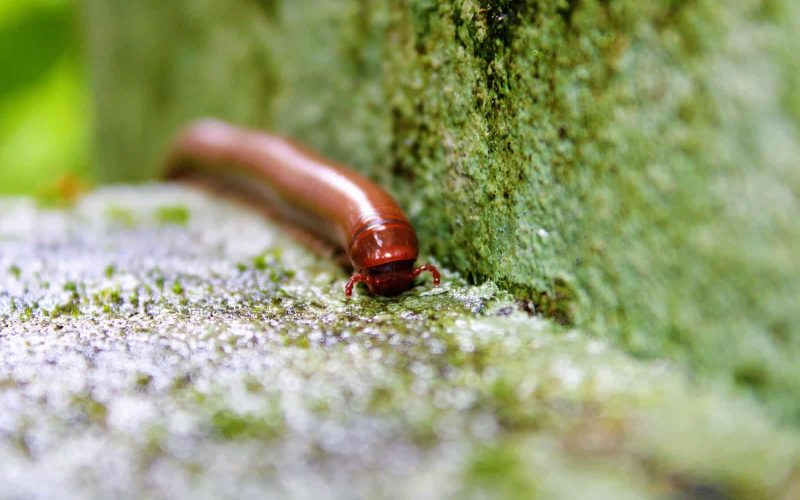 How to get rid of millipedes in the house