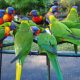 Different Types of Parrots